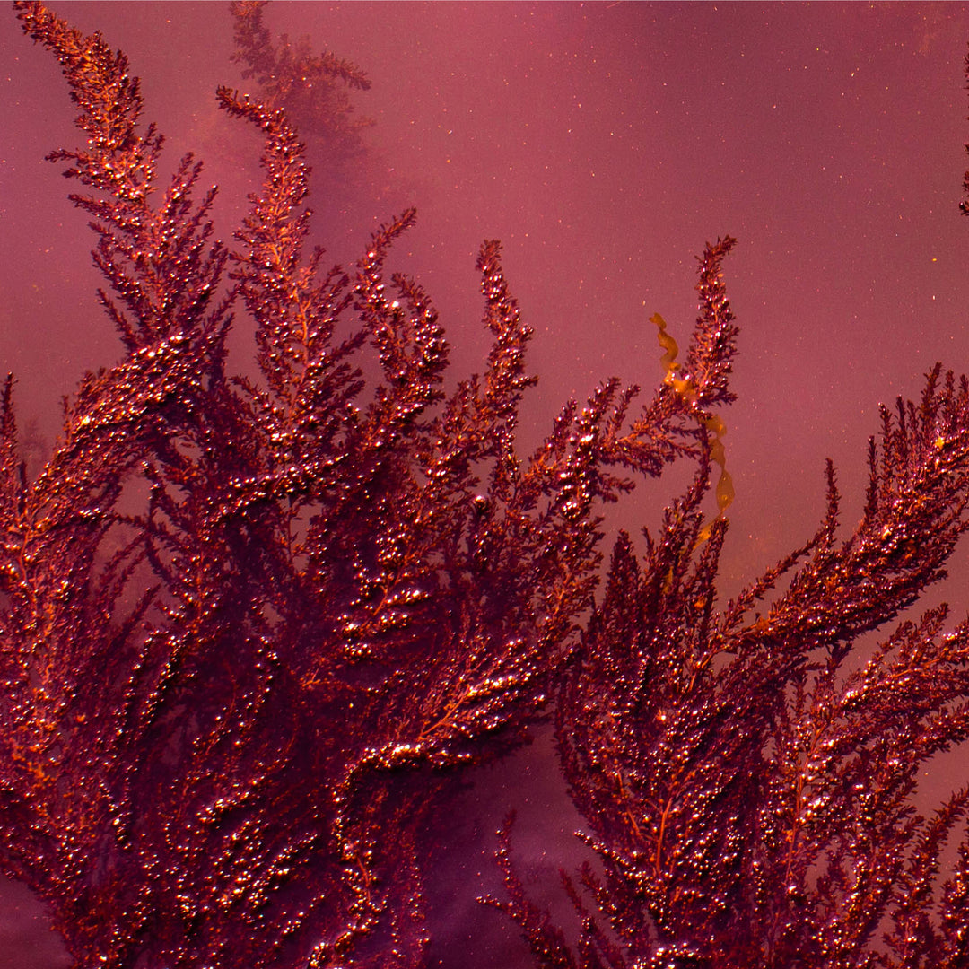 Hydronic Day Booster