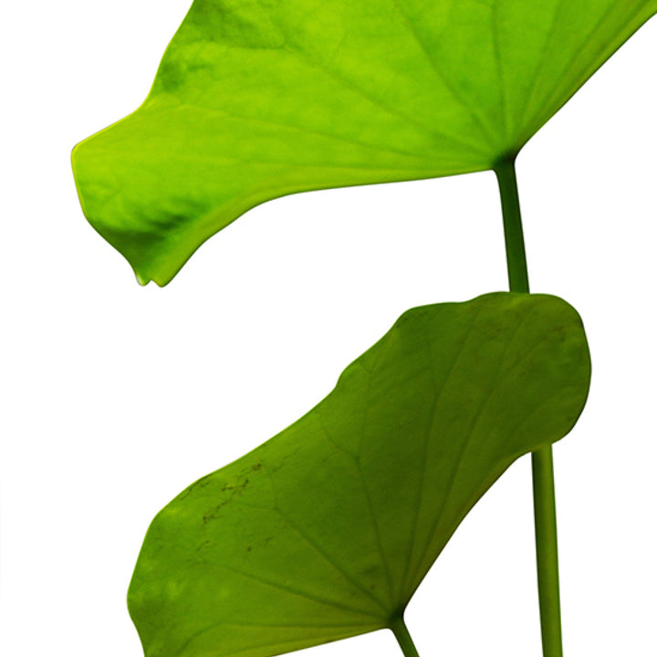 Superlift Anti-Aging Day Cream