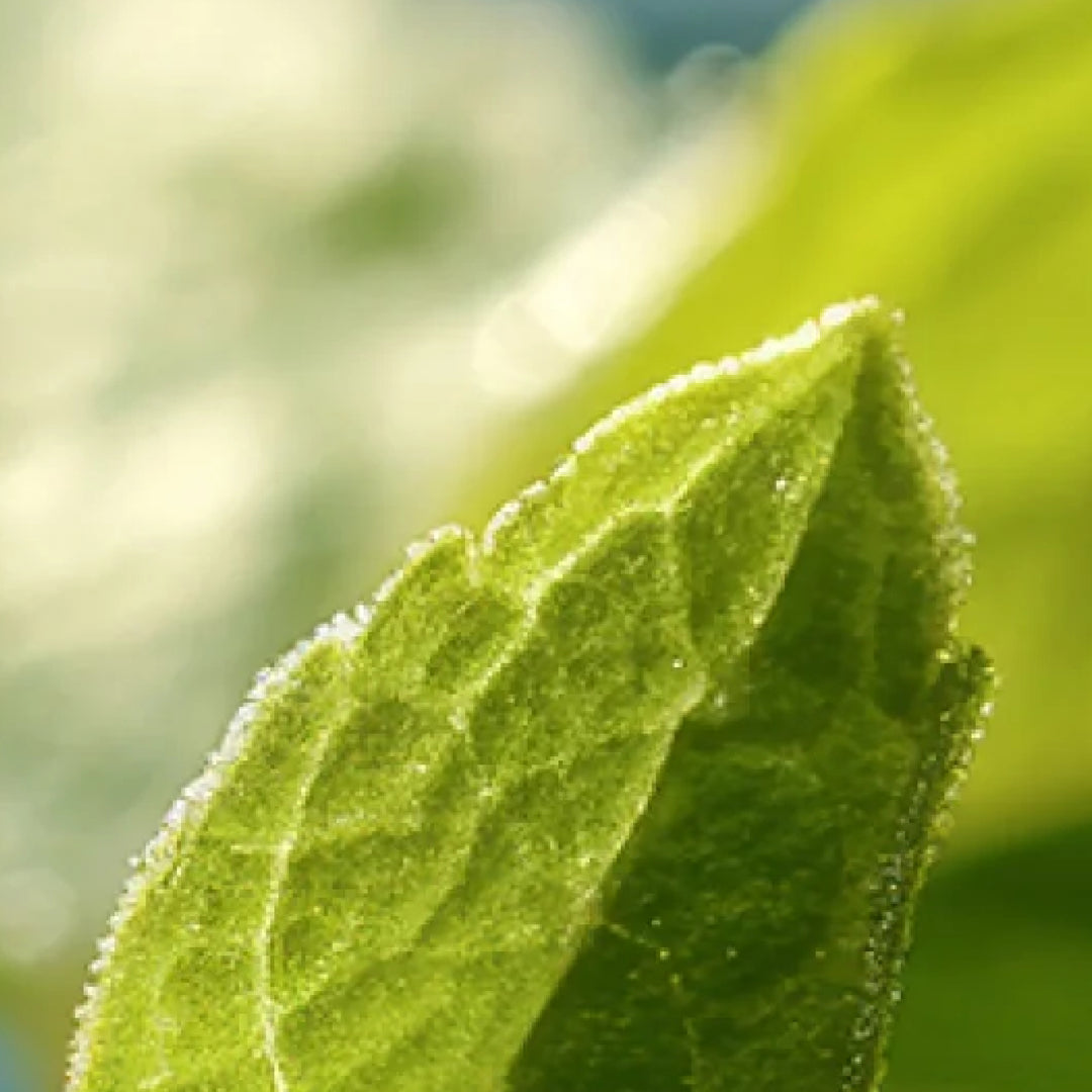 Superlift Men Active 24h Boost+