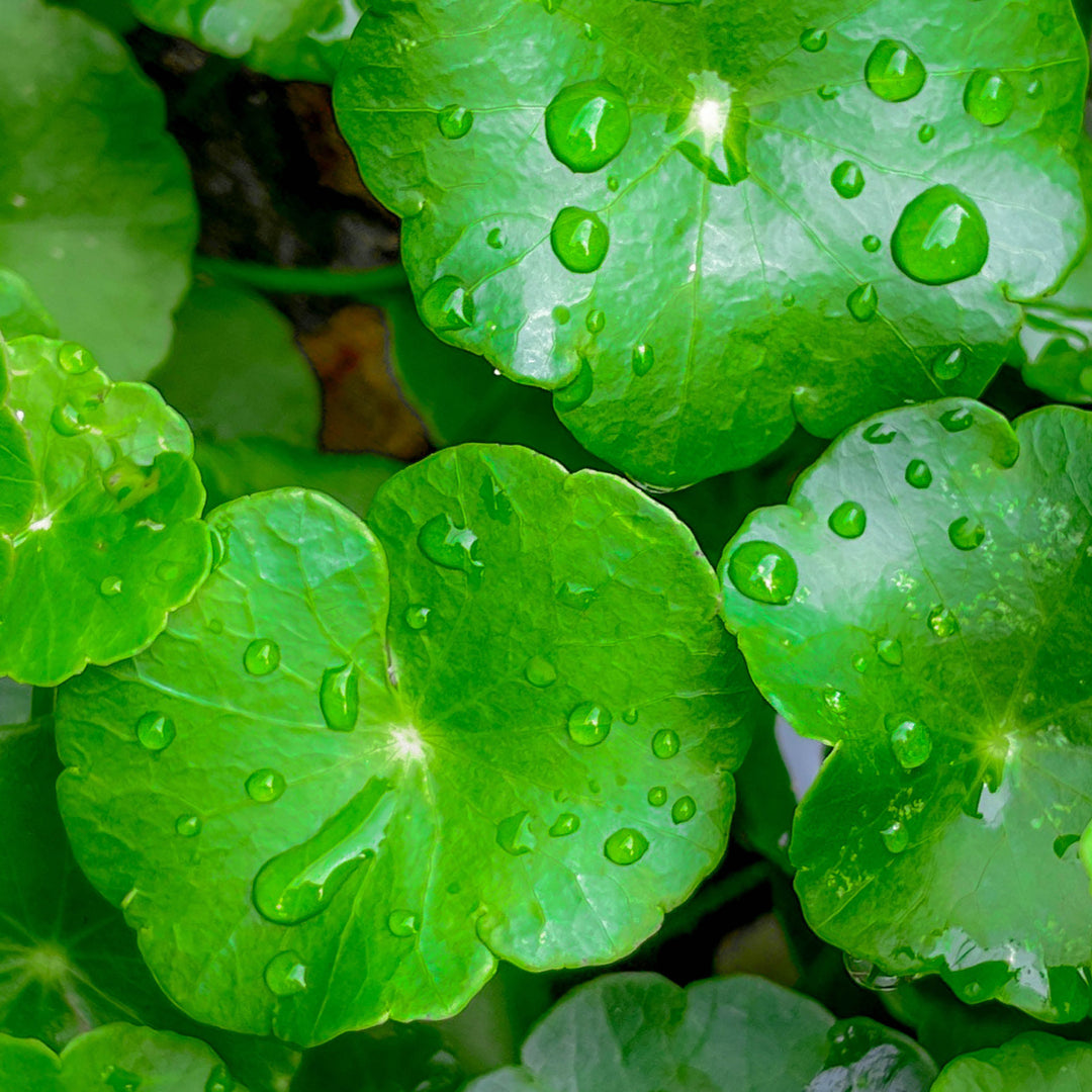 Superlift Anti-Aging Caps